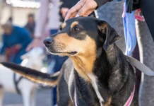 El tráiler de Salud Animal atiende hoy en barrio Los Pinos