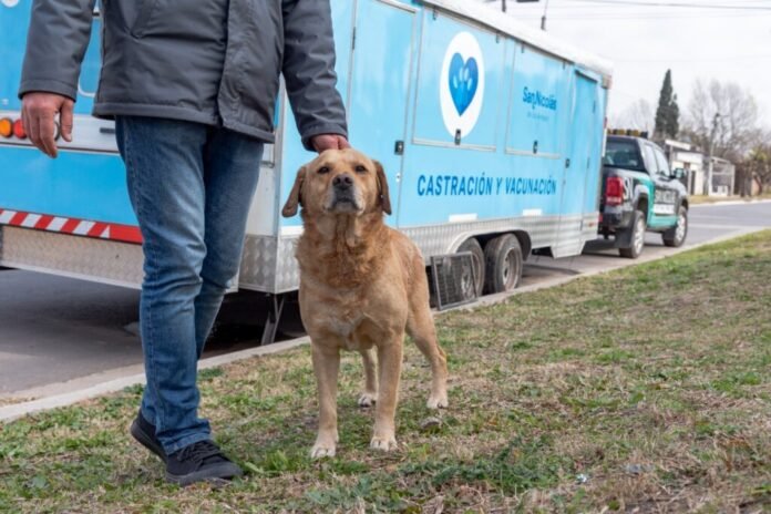 Castraciones y vacunación: el tráiler municipal llega a Villa Canto y Villa Campi