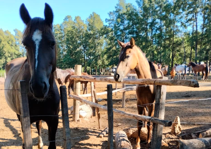 Rescate Equino recibió un subsidio municipal en medio de una situación crítica